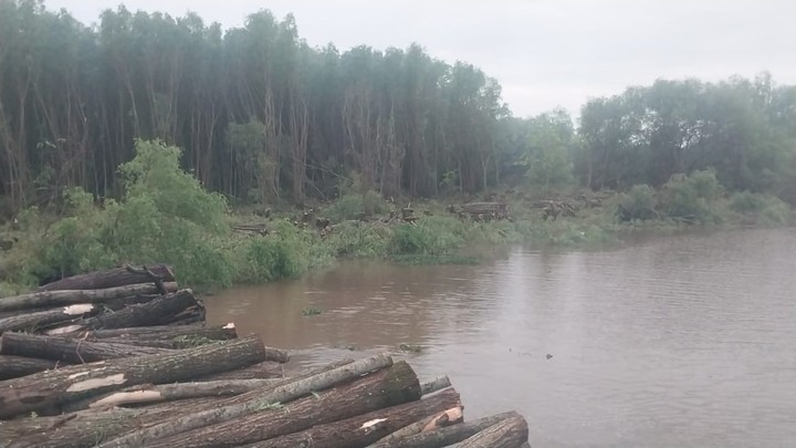 La crecida del Uruguay también afecta a la producción forestal.
