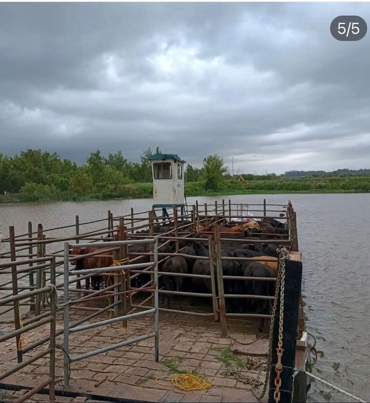 Transporte de hacienda en San Pedro, Buenos Aires, ante la crecida del Paraná.